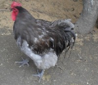 /album/galeria-de-fotos/galo-orpinton-azul-jpg/